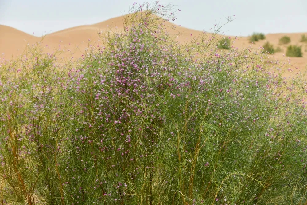 20250225/c01679fd2e222770ce1e40a8c6b0b412.jpg 20250225/c01679fd2e222770ce1e40a8c6b0b412.jpg